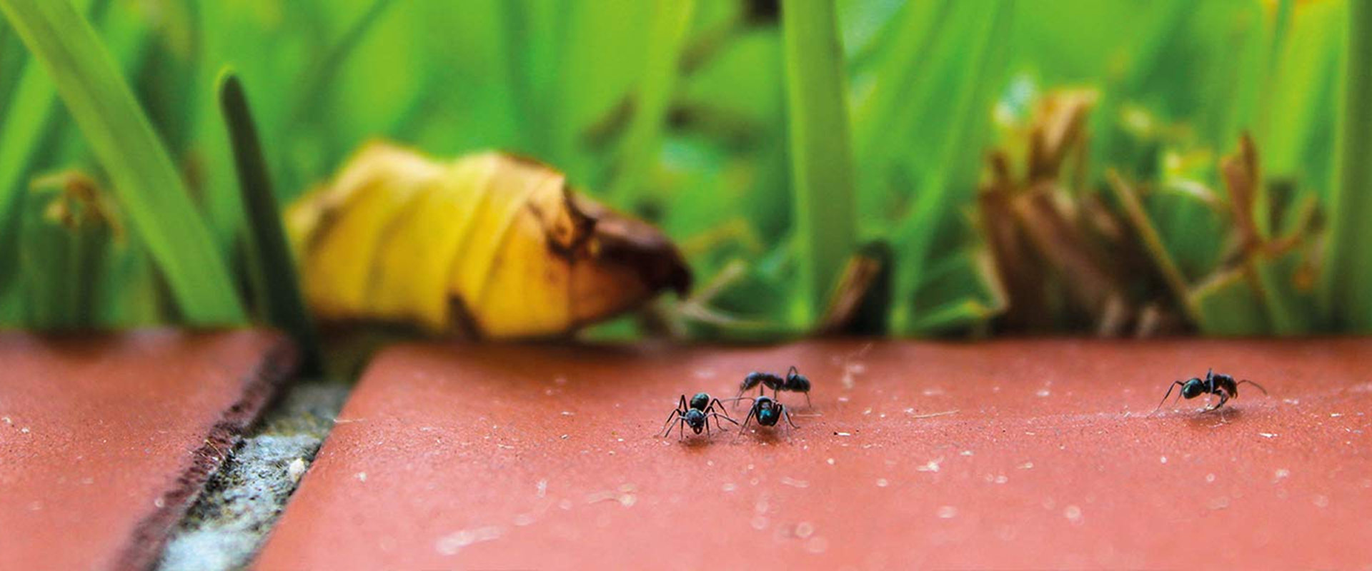Disinfestazione Formiche