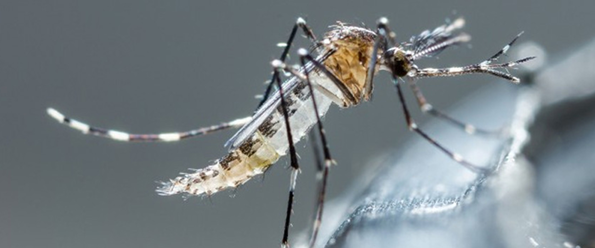 Disinfestazione Zanzare
