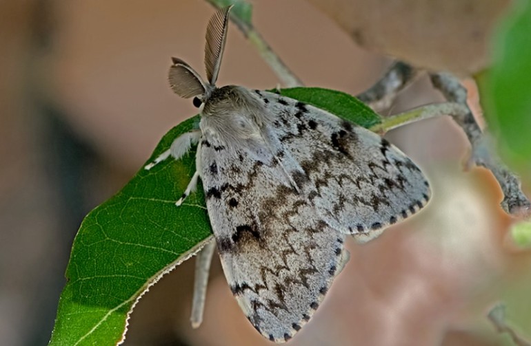 Allarme Lymantria, le farfalle urticanti invadono la Sardegna