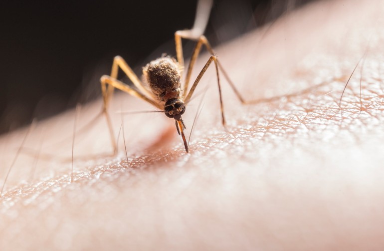 ALLARME VIRUS ZIKA