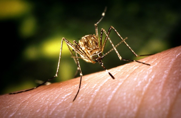 West Nile: Nuovi casi nell’oristanese