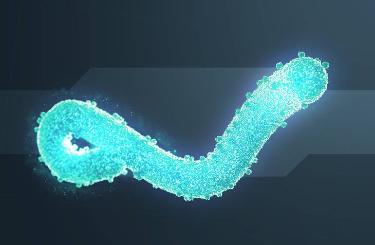 Virus di Marburg: cosa sappiamo fino ad oggi