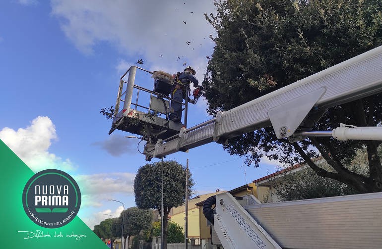 Messa in sicurezza delle alberature nelle strade urbane ed extraurbane
