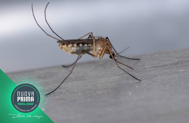 Zanzare: gli insetti più letali al mondo
