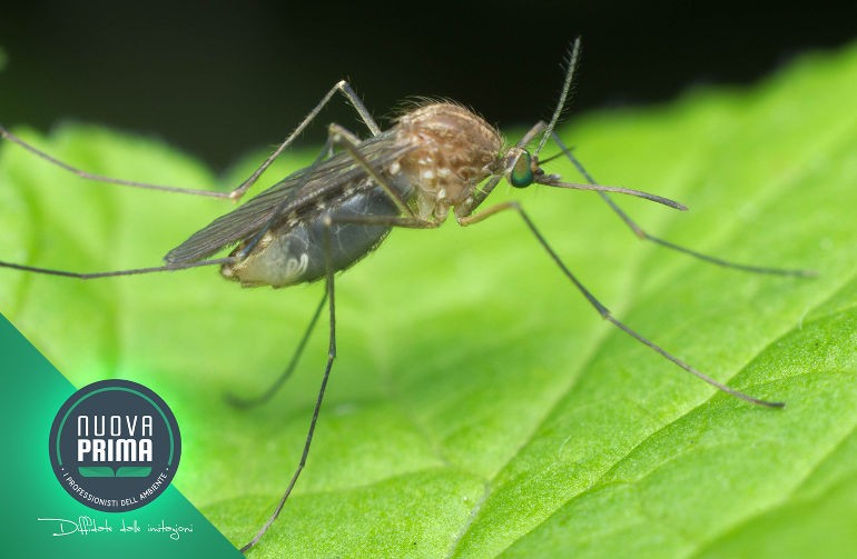 West Nile: Una minaccia virale da non sottovalutare