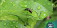 Il Cambiamento Climatico e l'Emergenza delle Zanzare