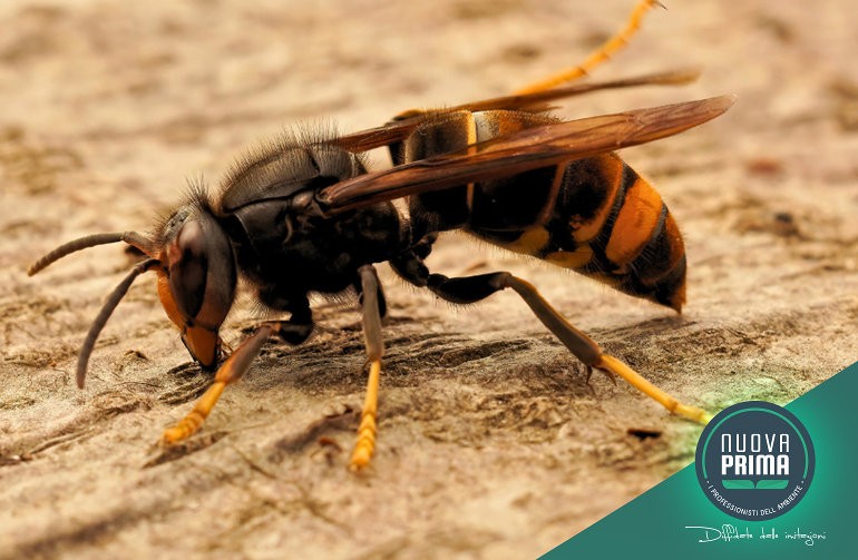 La Vespa velutina: Un Problema da affrontare con conoscenza e competenza