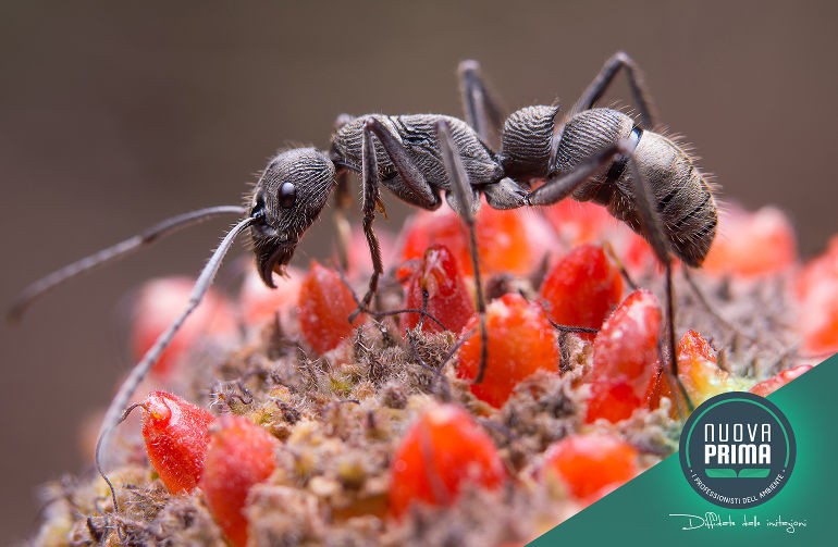 La Formica Zombie: Il caso di controllo mentale nella natura