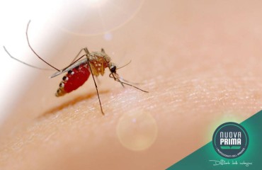 West Nile Virus: aggiornamenti sulla situazione in Sardegna e in Italia nell’estate 2025