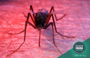 Virus tropicali, globalizzazione e zanzare