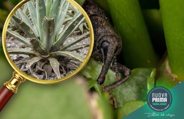 Punteruolo Nero: L'Emergenza Silenziosa che Minaccia il Verde in Sardegna